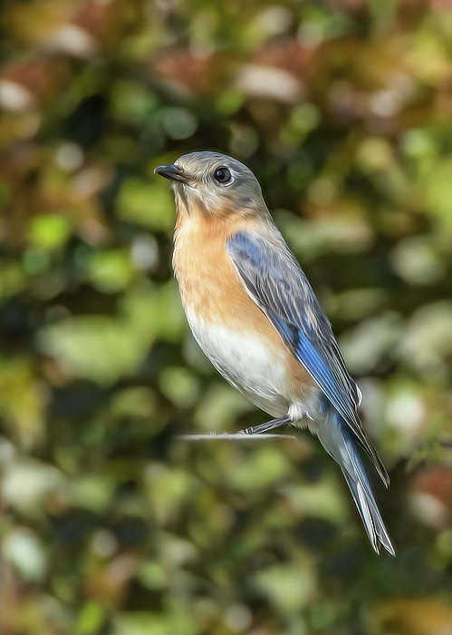Steve Rich - Painted Female Bluebird