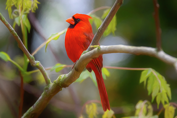 Steve Rich - Painted Northern Red Cardinal