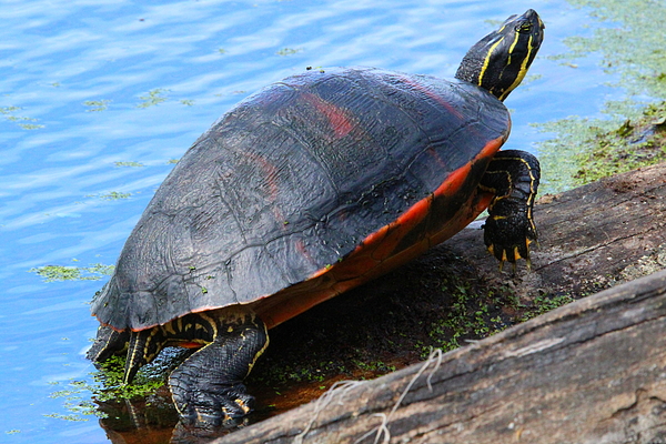 Brian Baker - Painted Turtle in the Sun