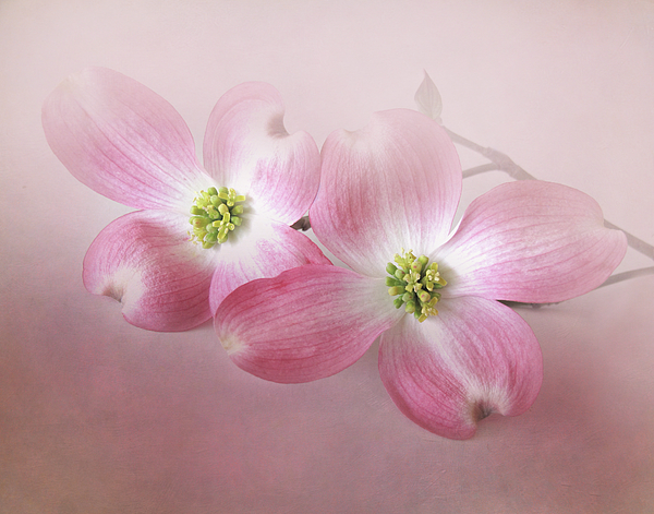 Pair of store dogwood pictures