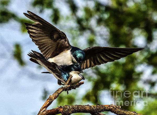 Cindy Treger - Pair of Tree Swallows Mating 