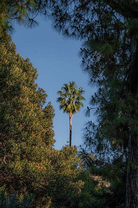 Stuart Litoff - Palermo Palm Tree