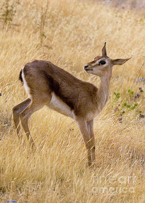 Cheetah Hunting a Gazelle – wonderful wall mural– Photowall