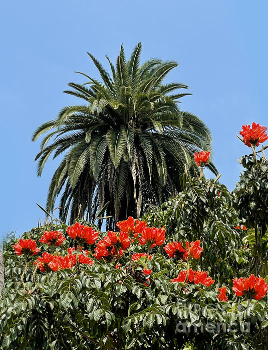 https://images.fineartamerica.com/images/artworkimages/medium/3/palm-tree-and-large-red-flowers-sofia-goldberg.jpg