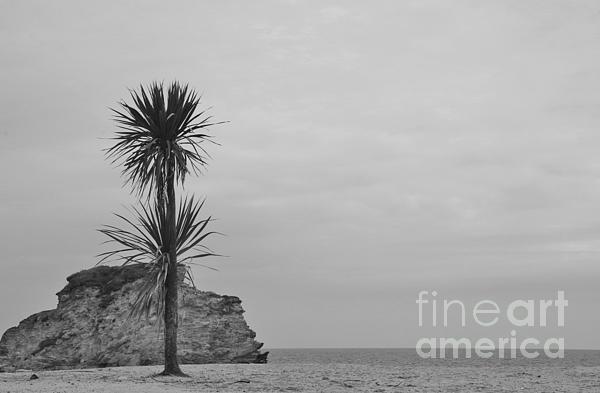 Lesley Evered - Palm Tree On The Beach - Cornwall UK - Black And White 