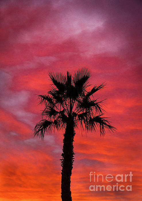 Robert Bales - Palm Tree Portrait