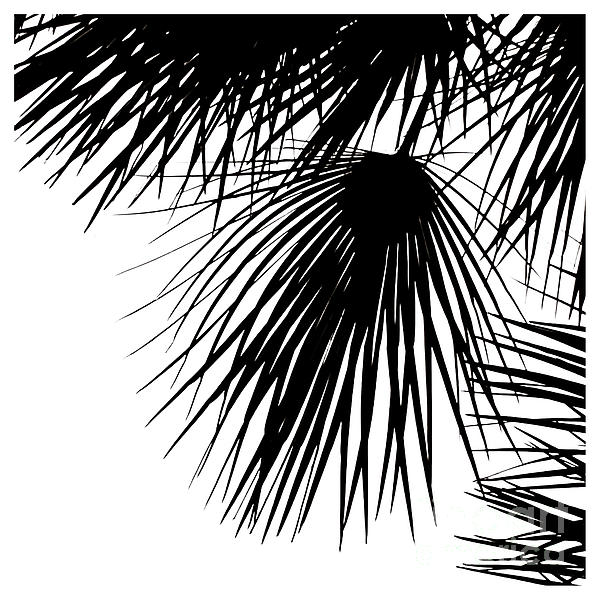 Fei A - Palm-tree-silhouette-4