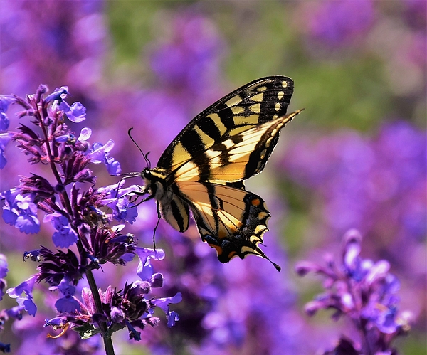 https://images.fineartamerica.com/images/artworkimages/medium/3/papilio-glaucus-eastern-tiger-swallowtail-theresa-nye.jpg