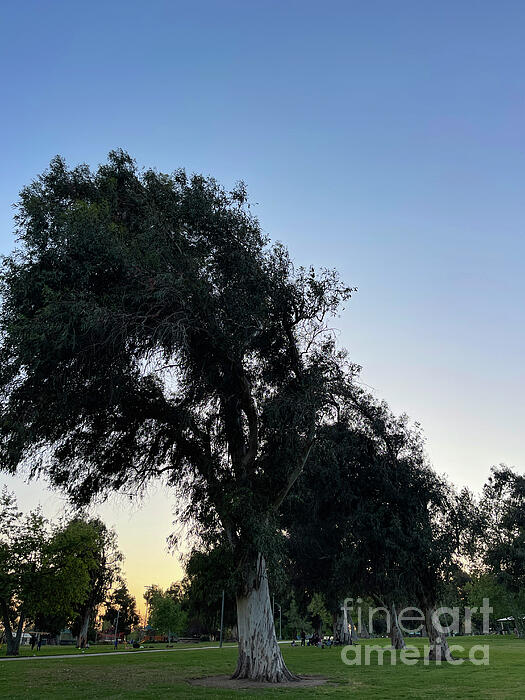 Nina Prommer - Park trees at twilight
