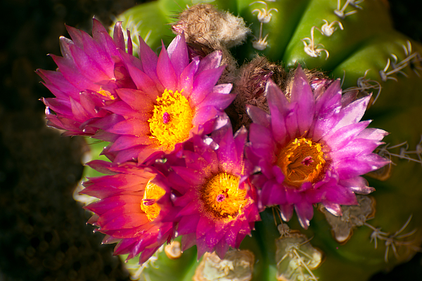 Zina Stromberg - Parodia crassigibba cactus 