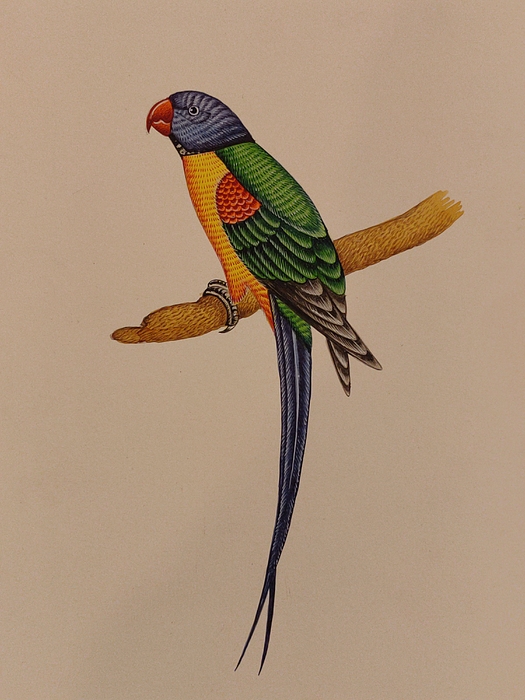 Parrot Bird Original Indian Miniature Painting Paper Rajasthani Wall Decor  Canvas Print / Canvas Art by University Of Arts - Pixels Canvas Prints