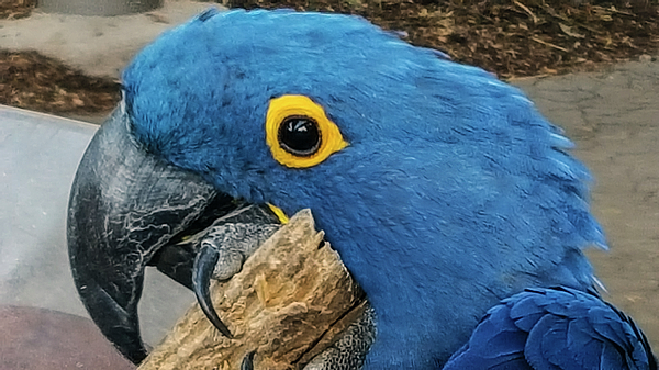 Matthew Bamberg - Parrot Close-Up