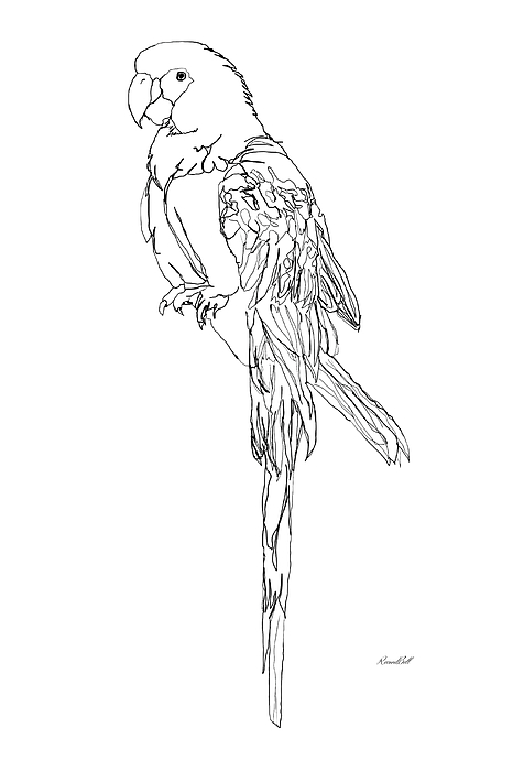 Parrot Digital+art