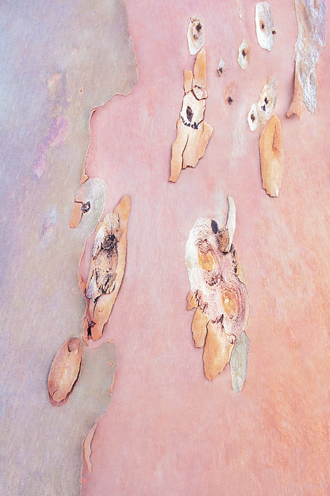 Lexa Harpell - Pastel Outback Tree Bark 