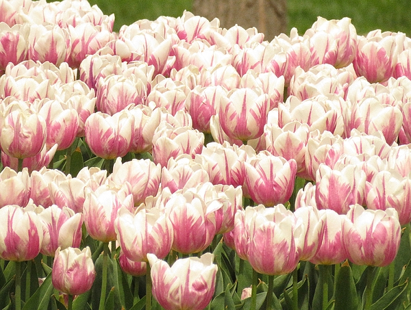 Lori Frisch - Pastel Tulip Beauties 