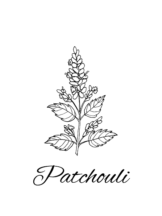 patchouli flower