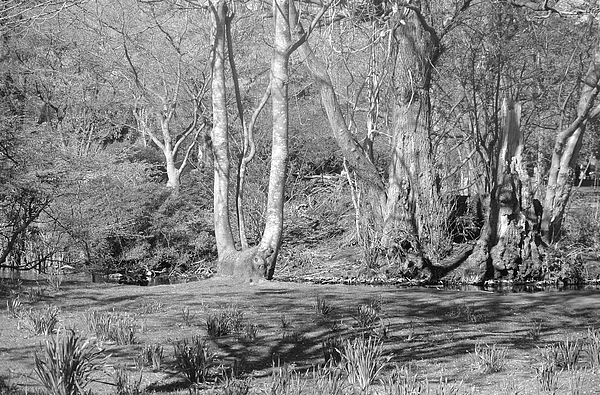 Lynne Iddon - Peace And Tranquillity In The Park BW