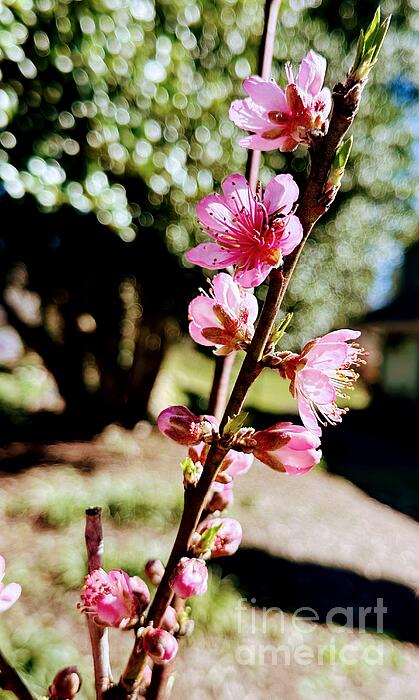 Ildi Dihen - Peach blossoms