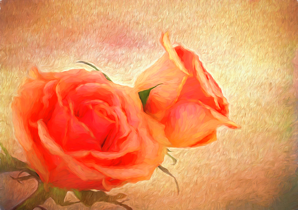 Judy Vincent - Peach Rose Oil Painting
