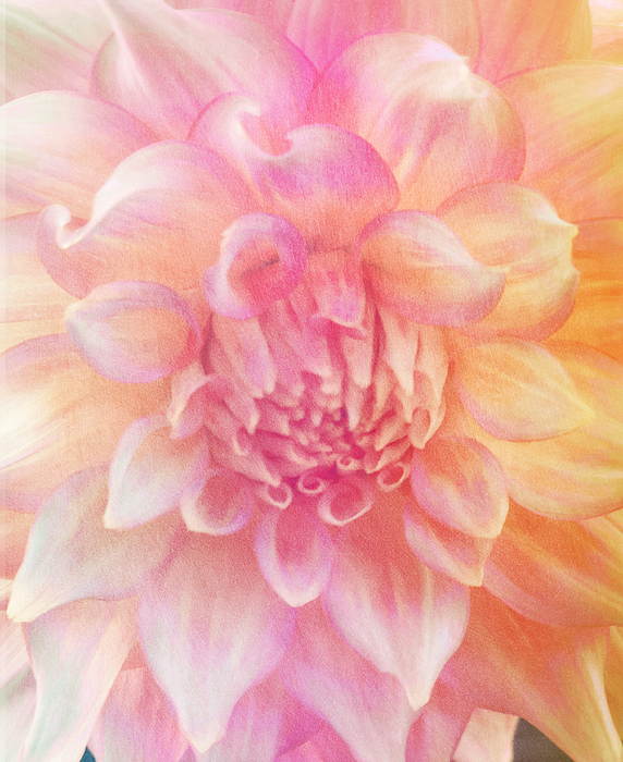 Karen Lindale - Peachy pink Dahlia 