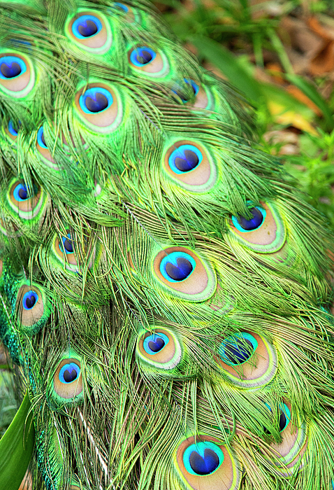 Wayne Moran - Peacock Feathers Vertical Magnolia Plantation and Gardens Charleston South Carolina