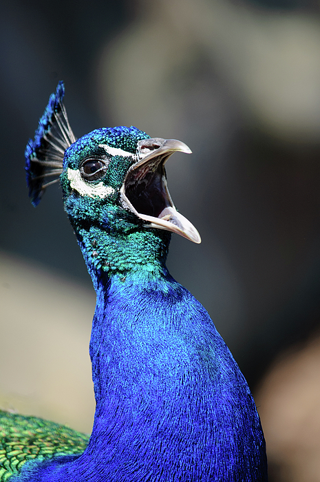 Feather Photographs