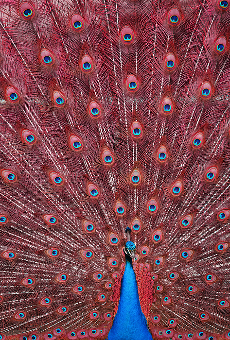 Purple Feathers #1 Fleece Blanket by Michael Fitzsimmons - Pixels