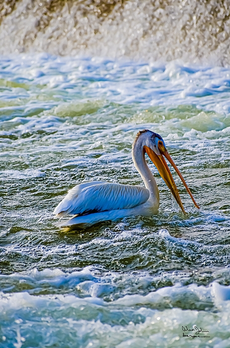 Pelican Coffee Mug by Alex John Bergerman - Alex John Bergerman - Artist  Website