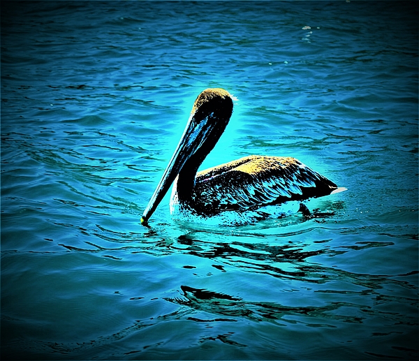 Elizabeth Pennington - Pelican in Ocean