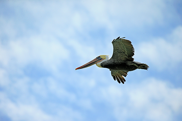 Shoal Hollingsworth - Pelican in the Sky