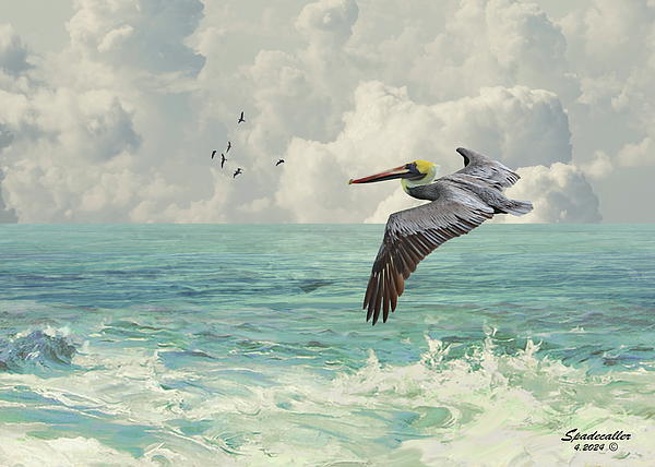 Spadecaller - Pelican on the Sun Coast