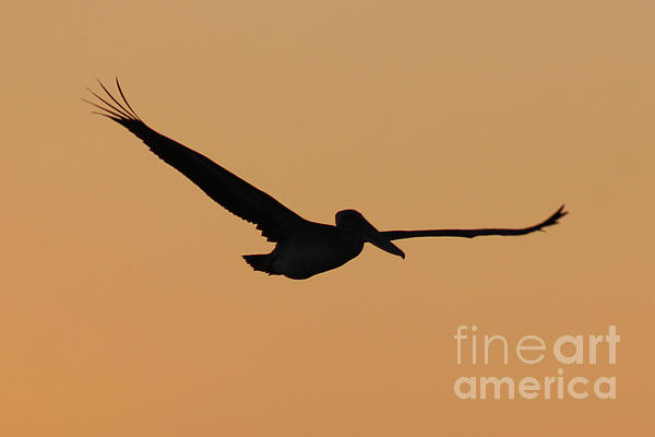 Maili Page - Pelican Sunset Silhouette