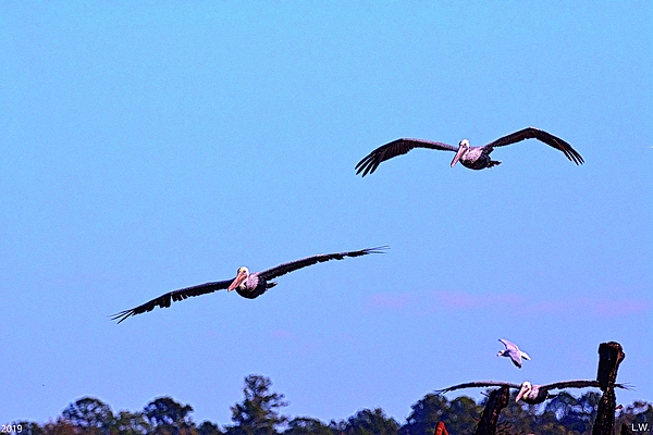 Lisa Wooten - Pelicans In Flight