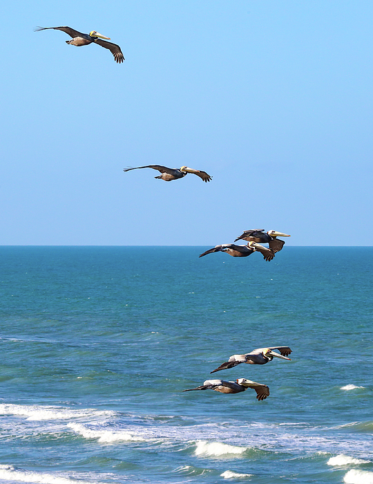 Donna Kaluzniak - Pelicans in Formation Flight Above the Atlantic Ocean