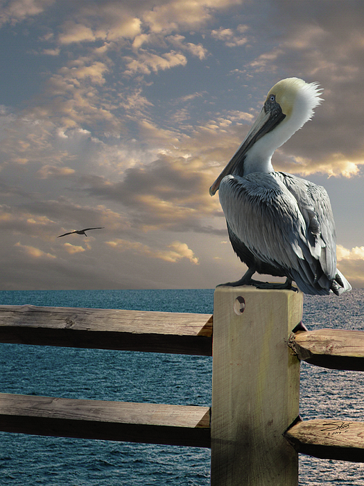 Spadecaller - Pelicans of Tampa Bay