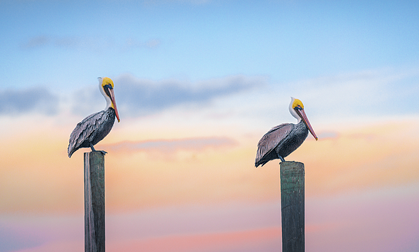 https://images.fineartamerica.com/images/artworkimages/medium/3/pelicans-pit-stop-jordan-hill.jpg