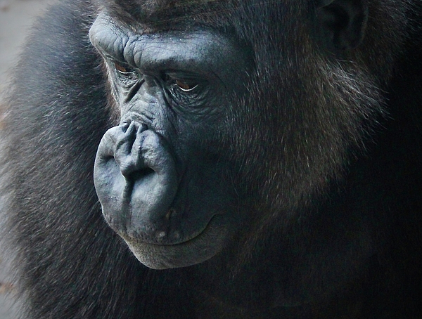 Gorilla face Tapestry by Amber White - Fine Art America