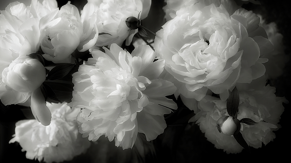 Flowers Still Life Photographs