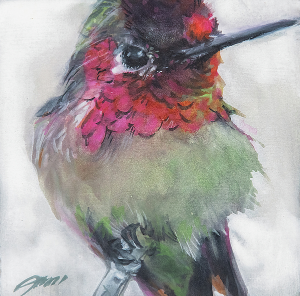 Jani Freimann - Perched Annas Hummingbird