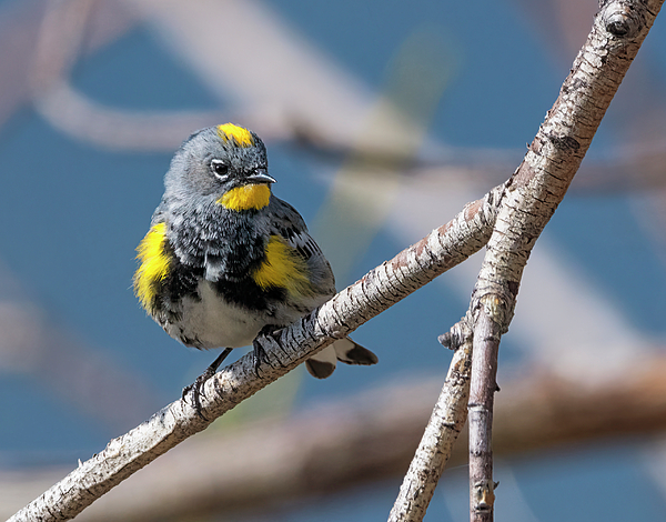 Loree Johnson - Perched Yellow-rumped Warbler