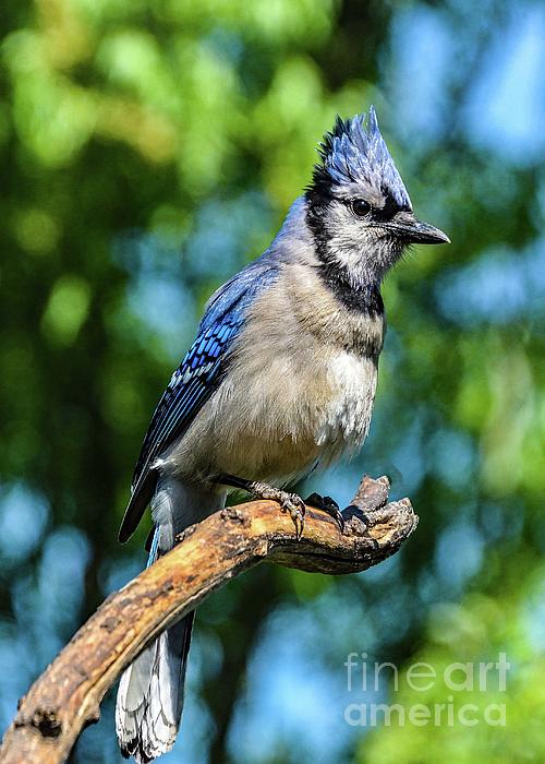 Cindy Treger - Perfectly Posed Blue Jay with Crest Up