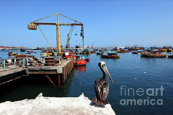 James Brunker - Peruvian pelican and fishing boats in harbor Arica Chile