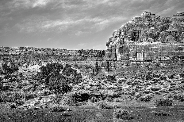 Michael R Anderson - Tree In Red Rock Country - BW