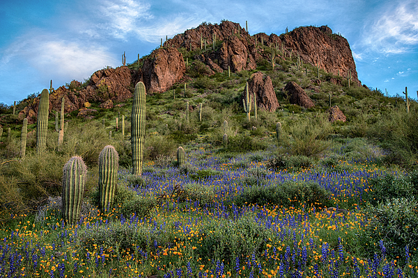 Dave Dilli - Picacho Peak with Lupine and Poppies in Bloom