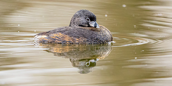 Morris Finkelstein - Pied Billed  Grebe And Reflection