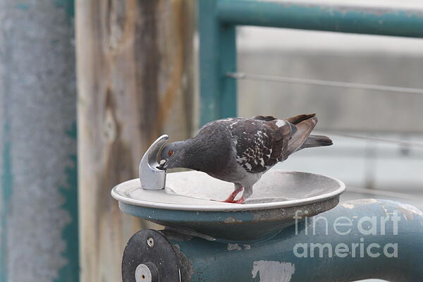 Chuck Kuhn - Pigeon Drinking From Faucet 