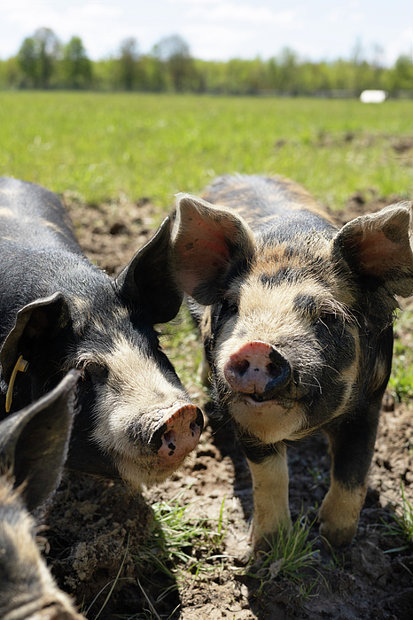 Pig Photographs
