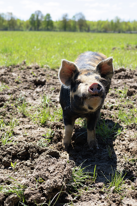 Farm Animals Photographs