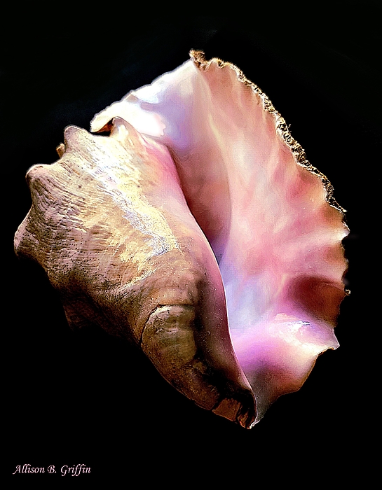 Allison Griffin - Pink Beauty -Conch Seashell