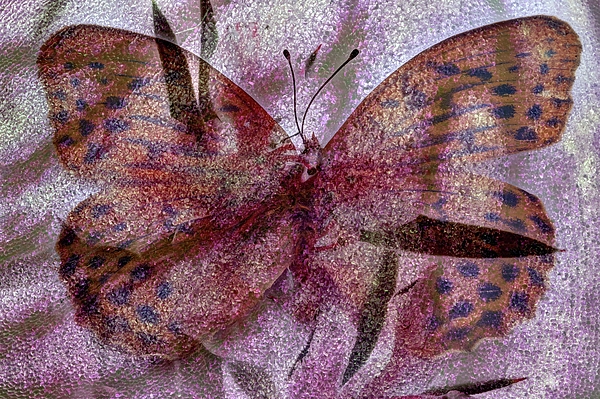Delicate Art